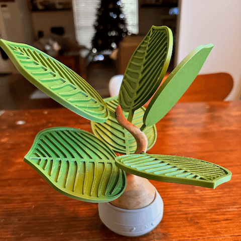 House Plant